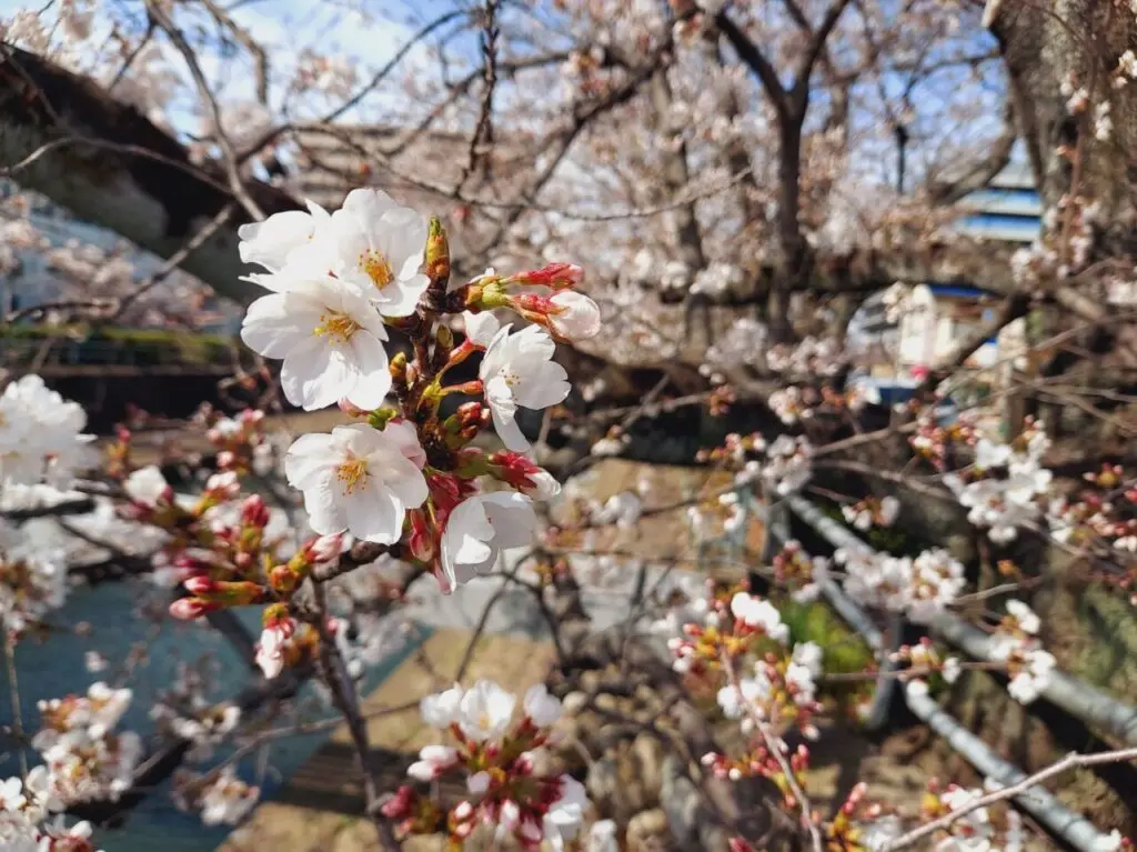 かわまちテラス