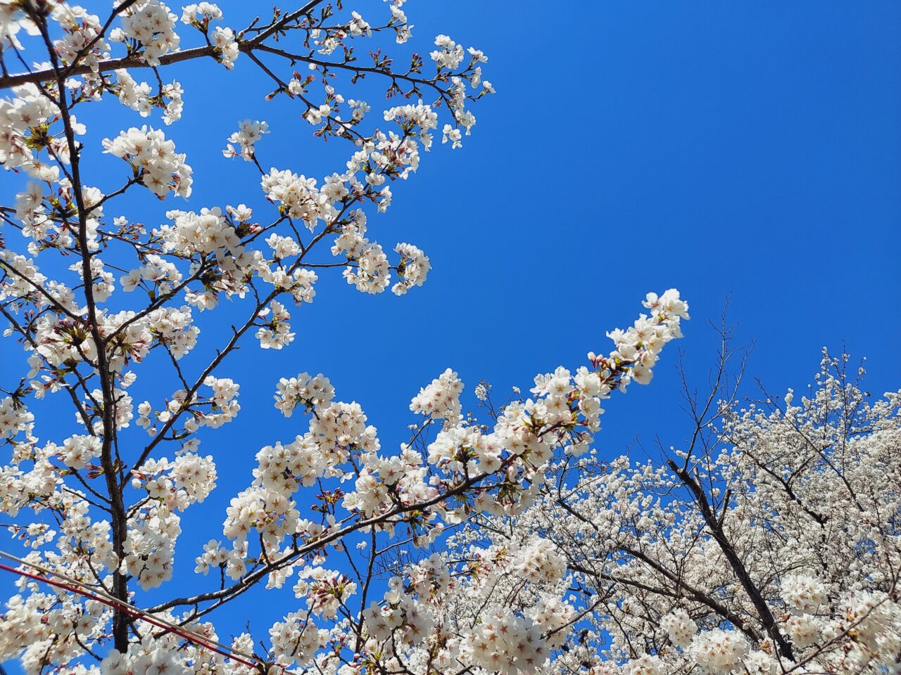 大垣市すのまた桜まつり