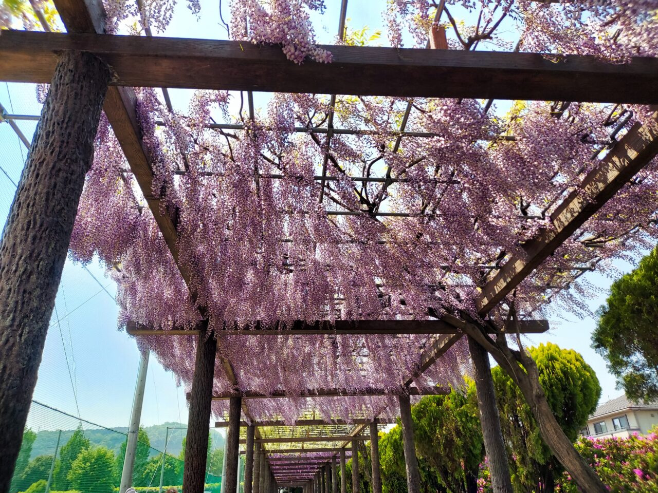 赤坂スポーツ公園藤棚