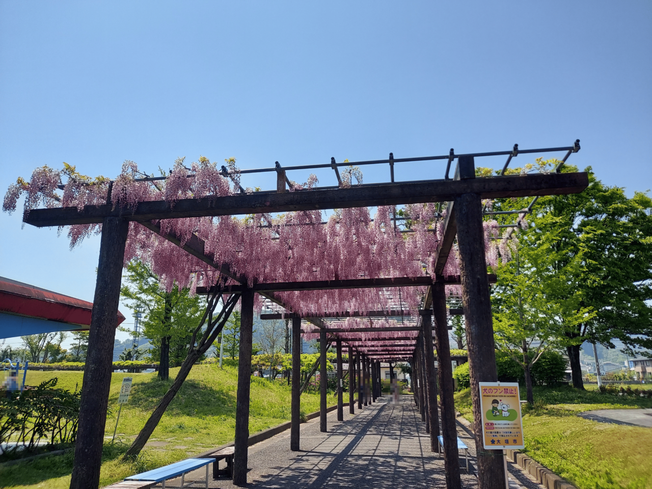 赤坂スポーツ公園藤棚