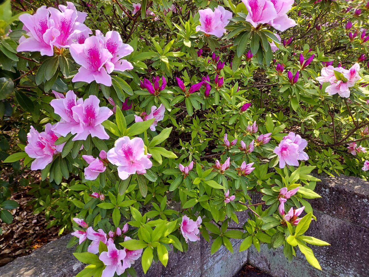三城公園
