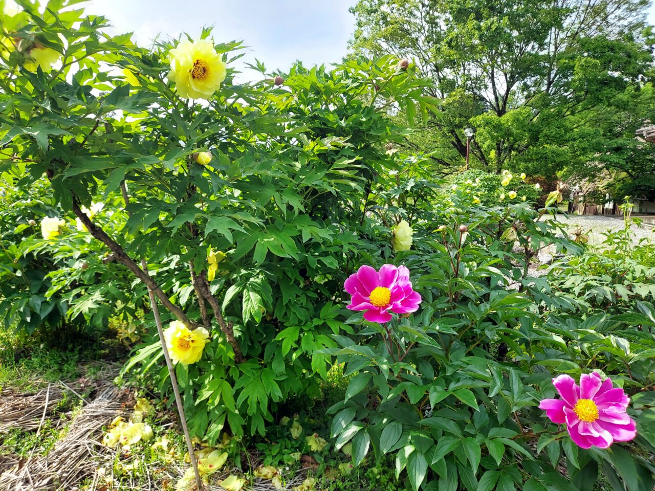 かみいしづ緑の村公園