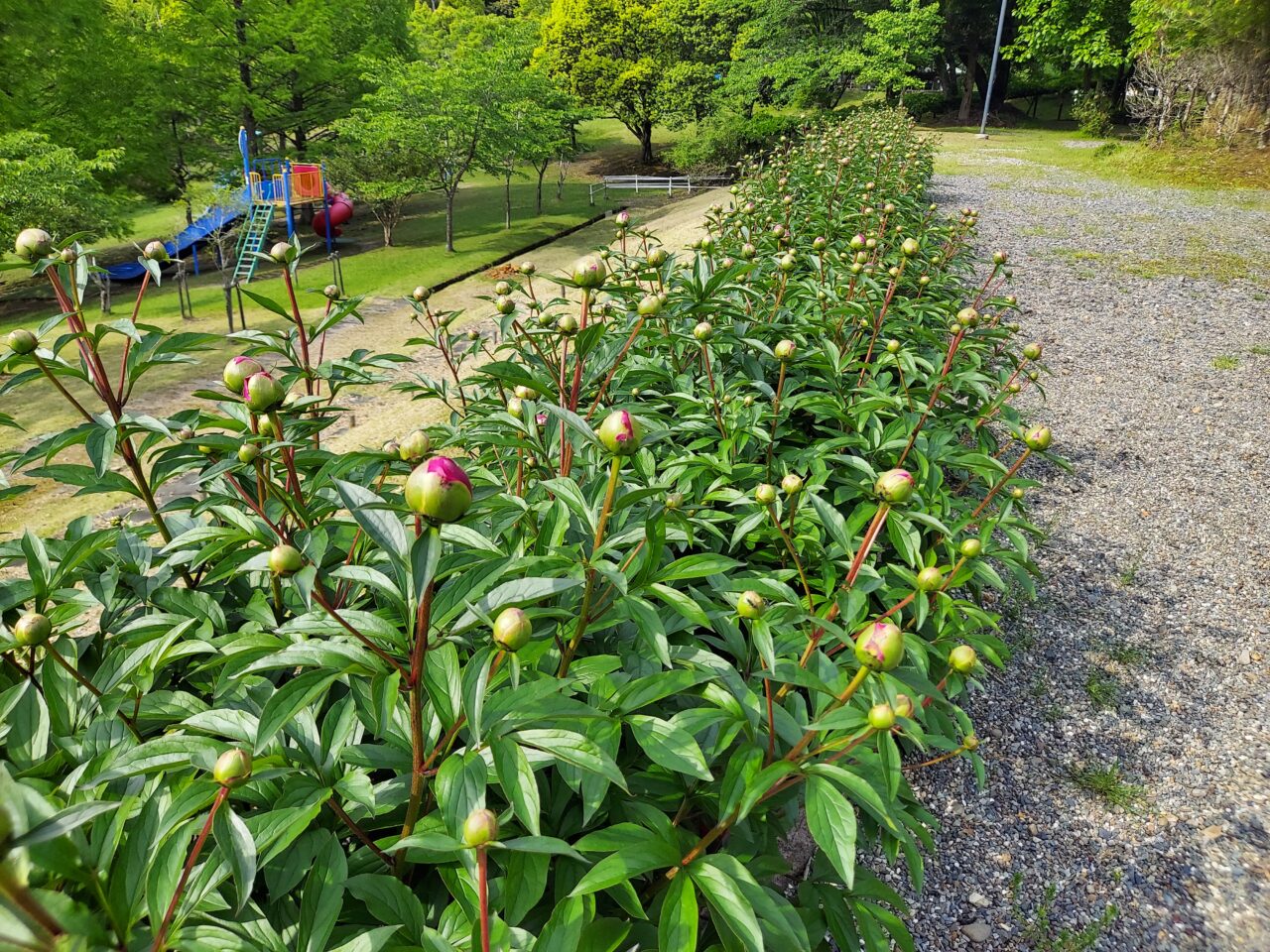 かみいしづ緑の村公園
