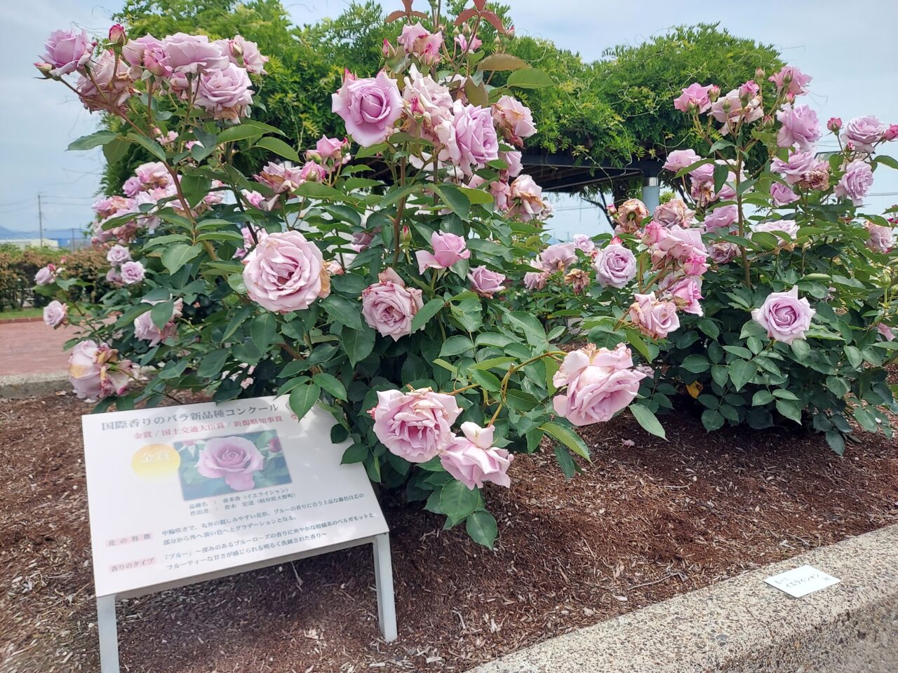 大野町バラ公園