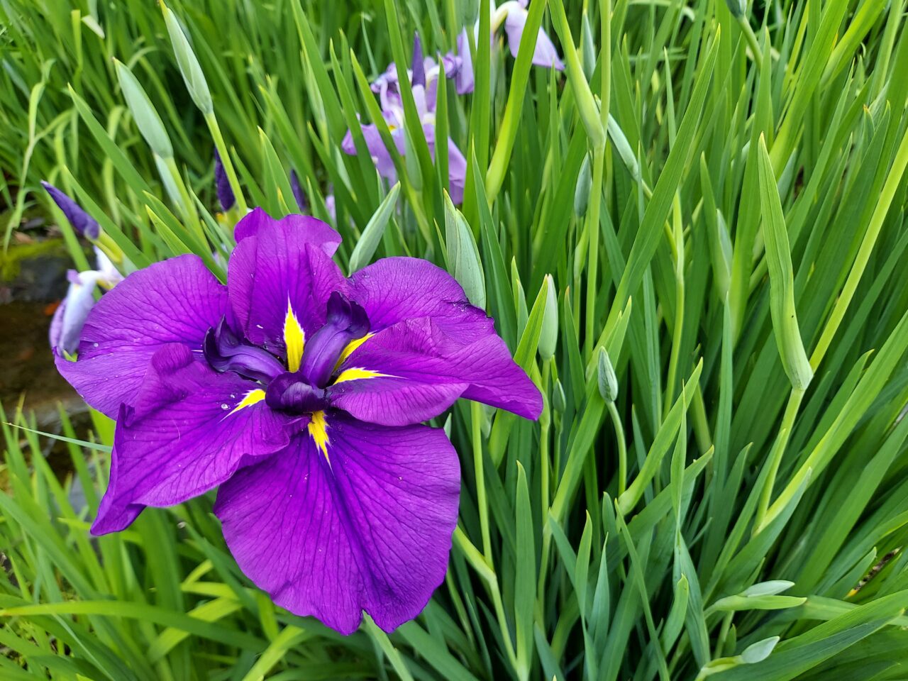 神戸町花菖蒲