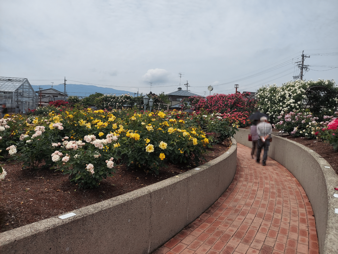 大野町バラ公園