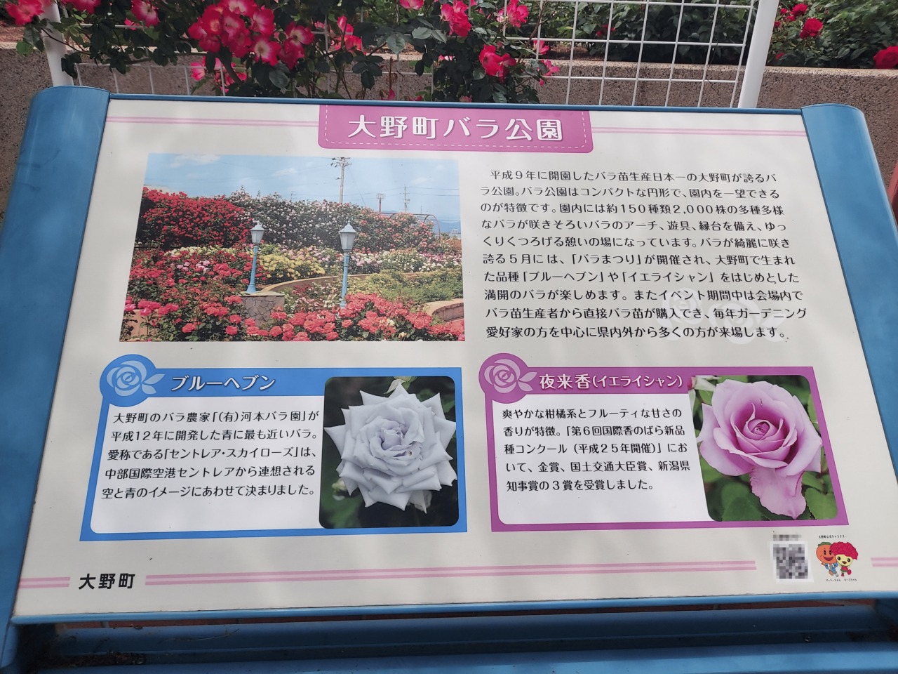 大野町バラ公園