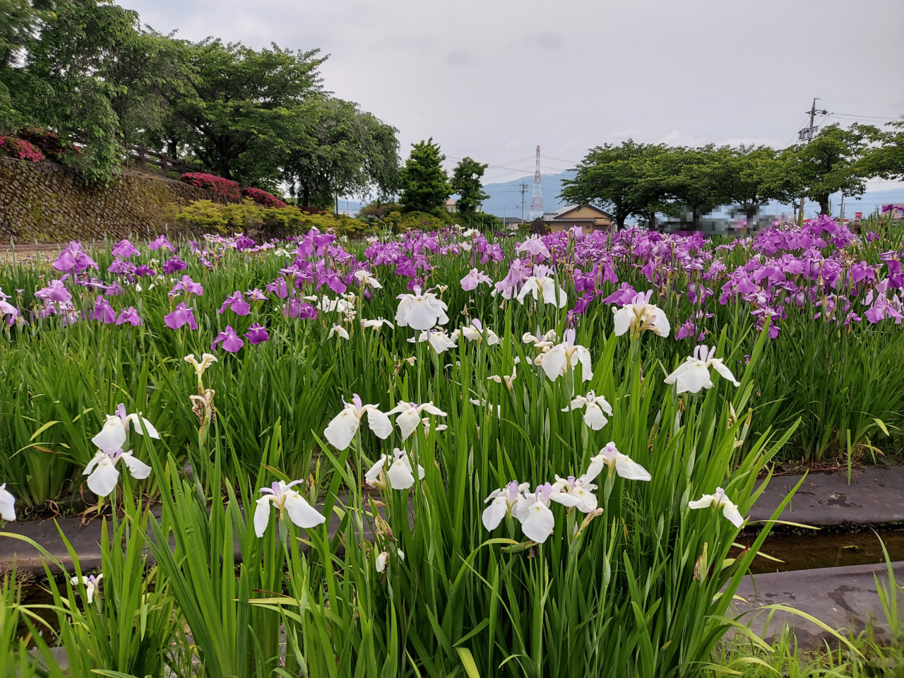 神戸町花菖蒲