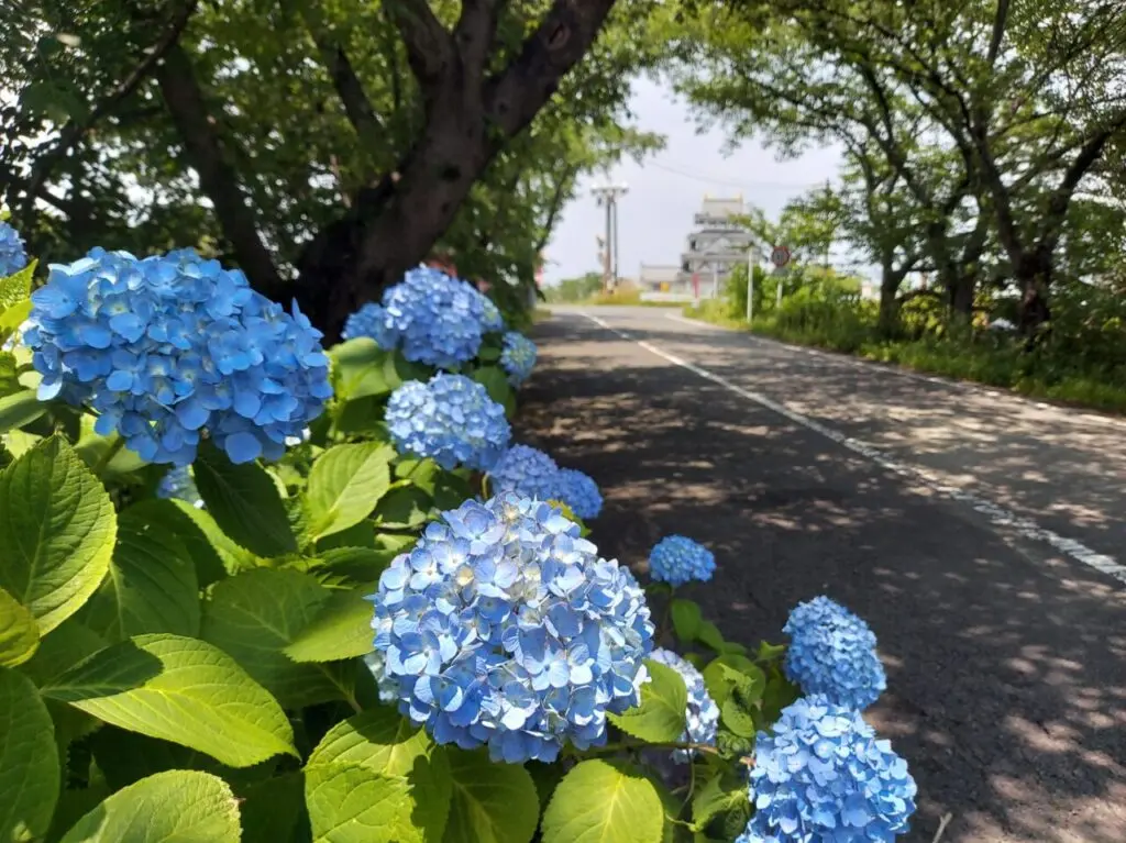 犀川あじさい2025