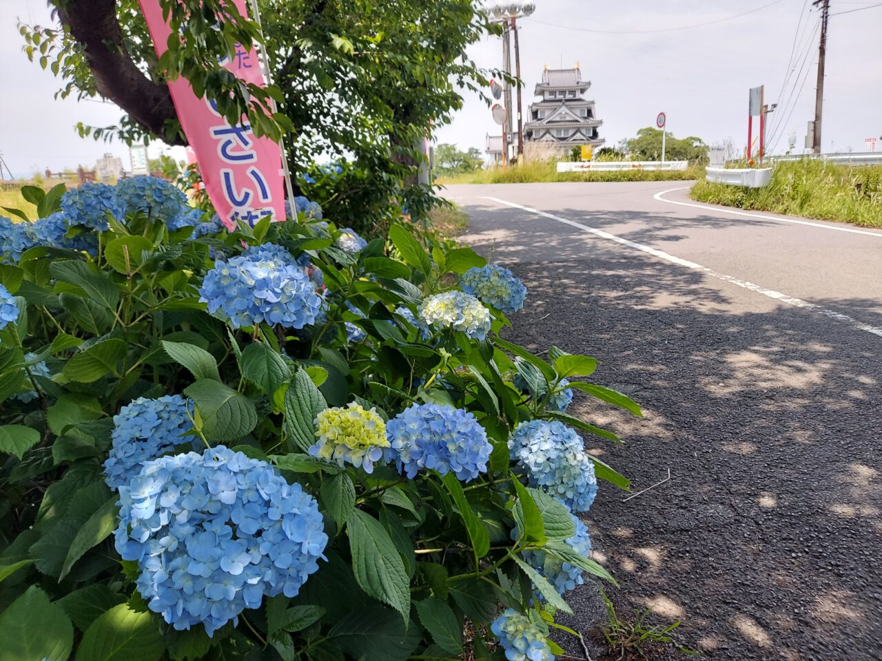 犀川あじさい2025