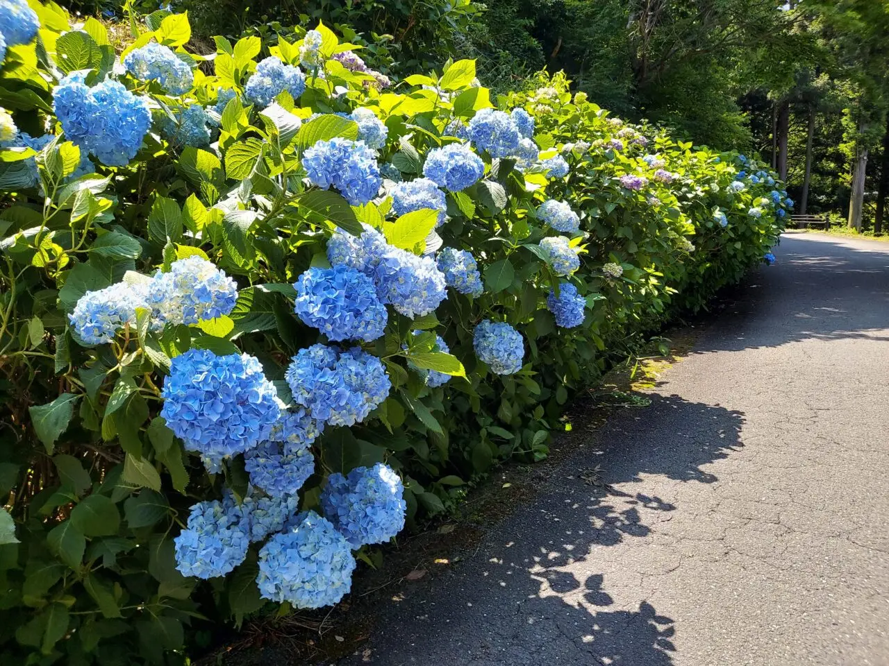 月見の森