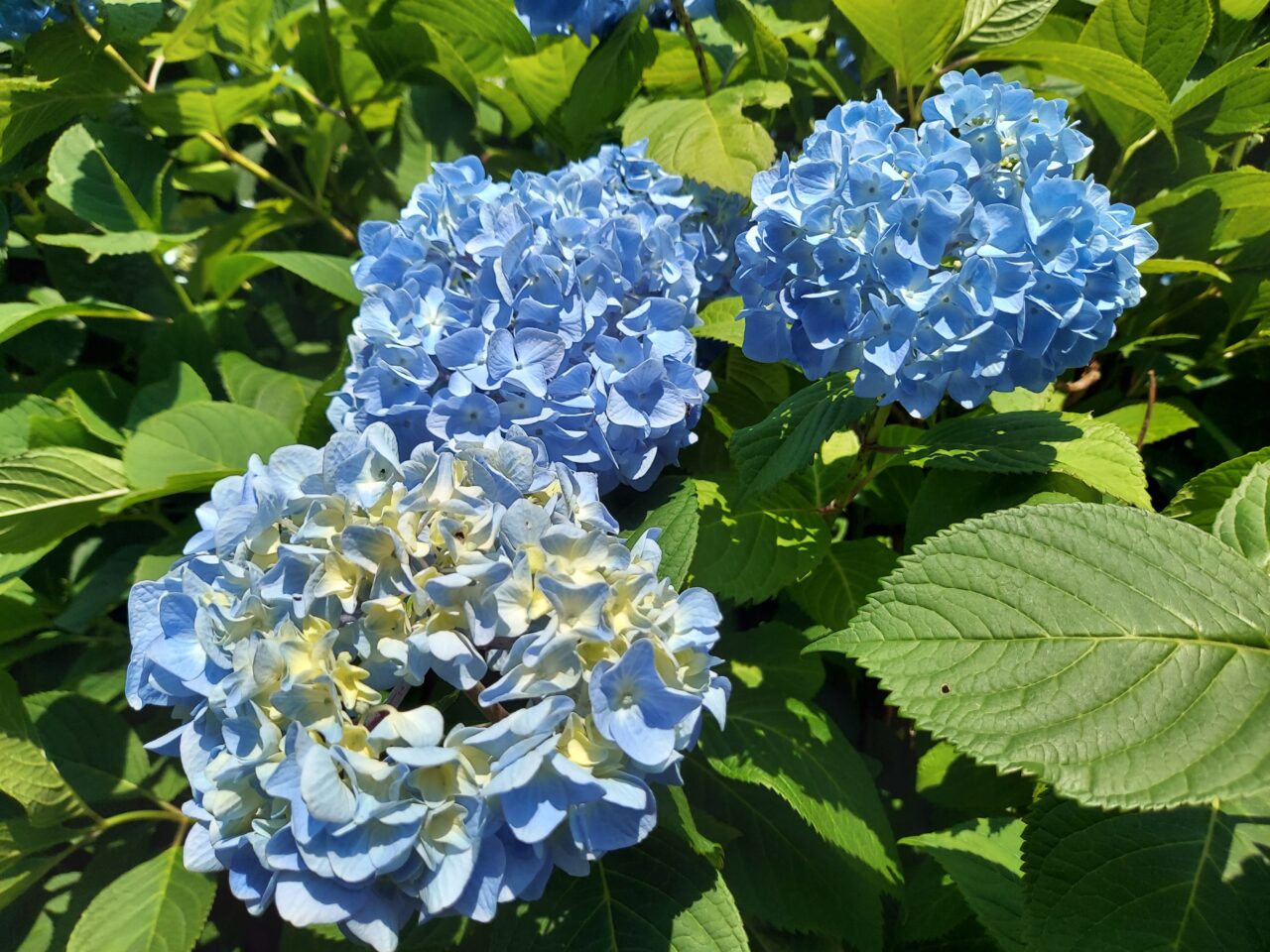 月見の森