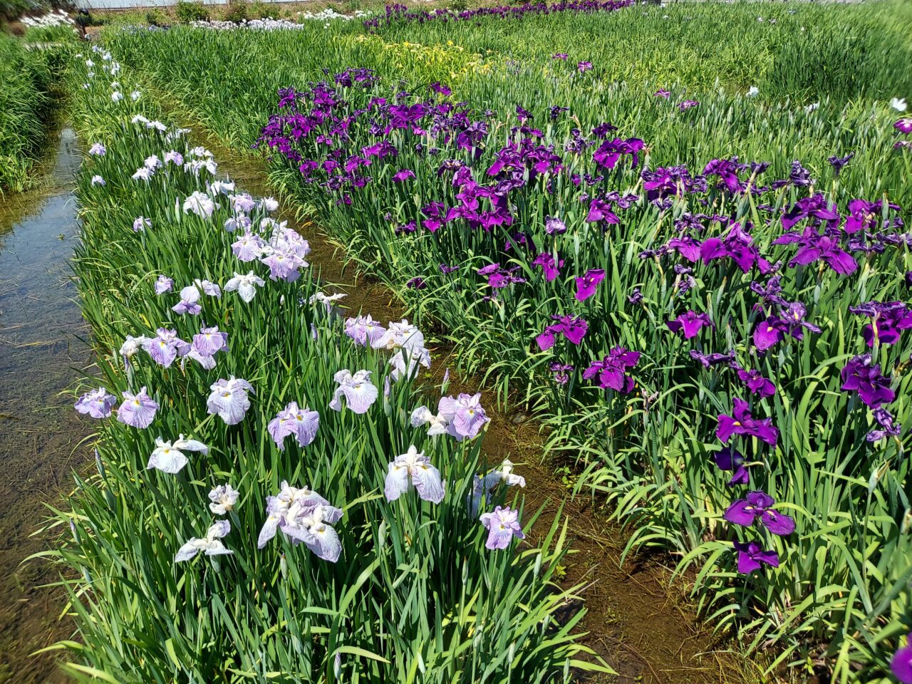 曽根城公園花しょうぶ