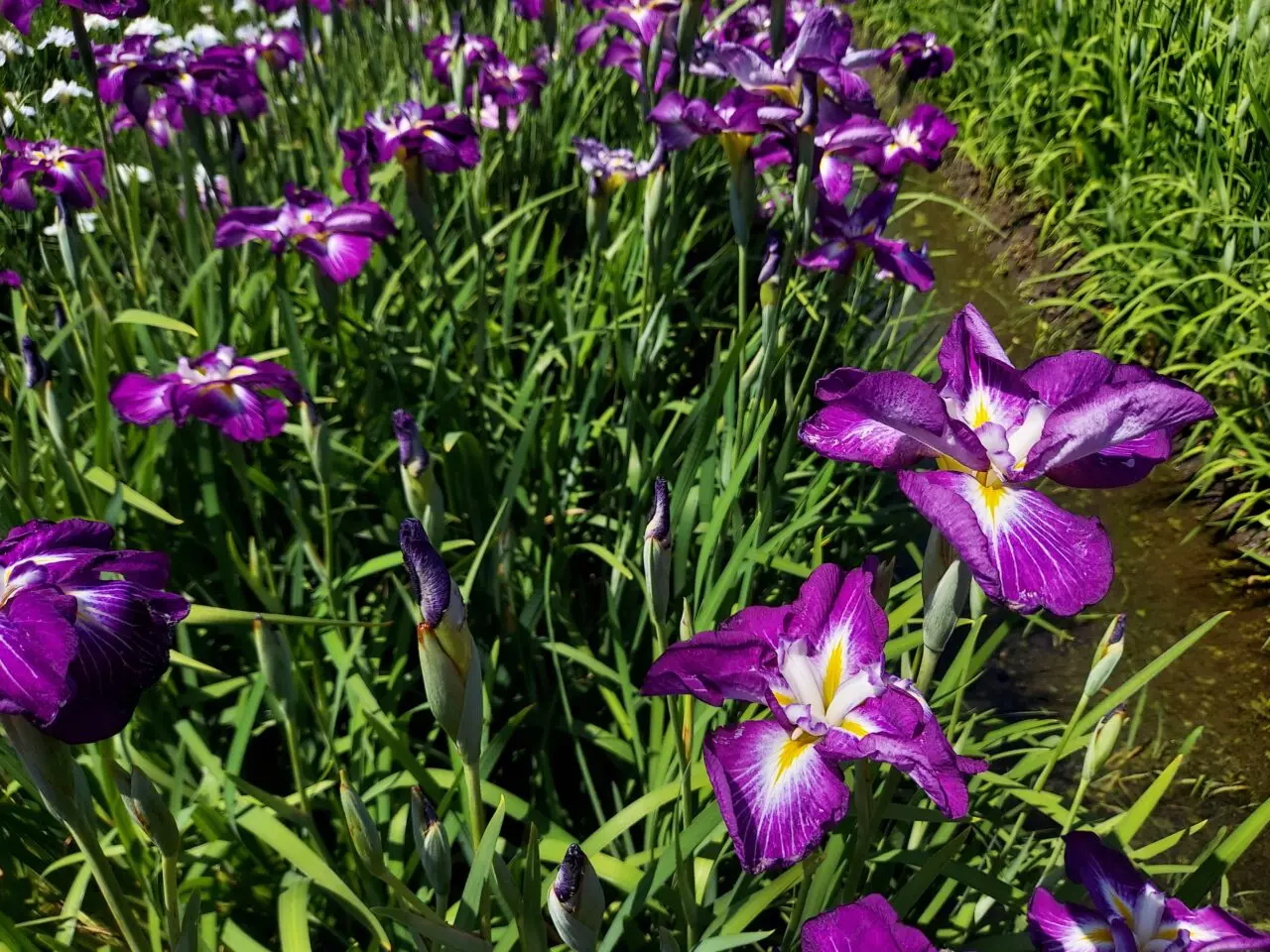 曽根城公園花しょうぶ