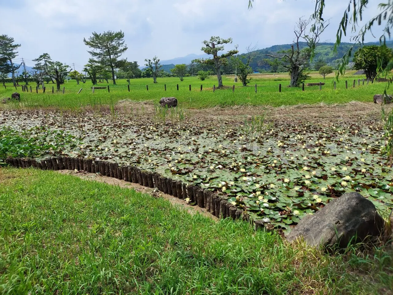 美濃国分寺跡歴史公園ハス