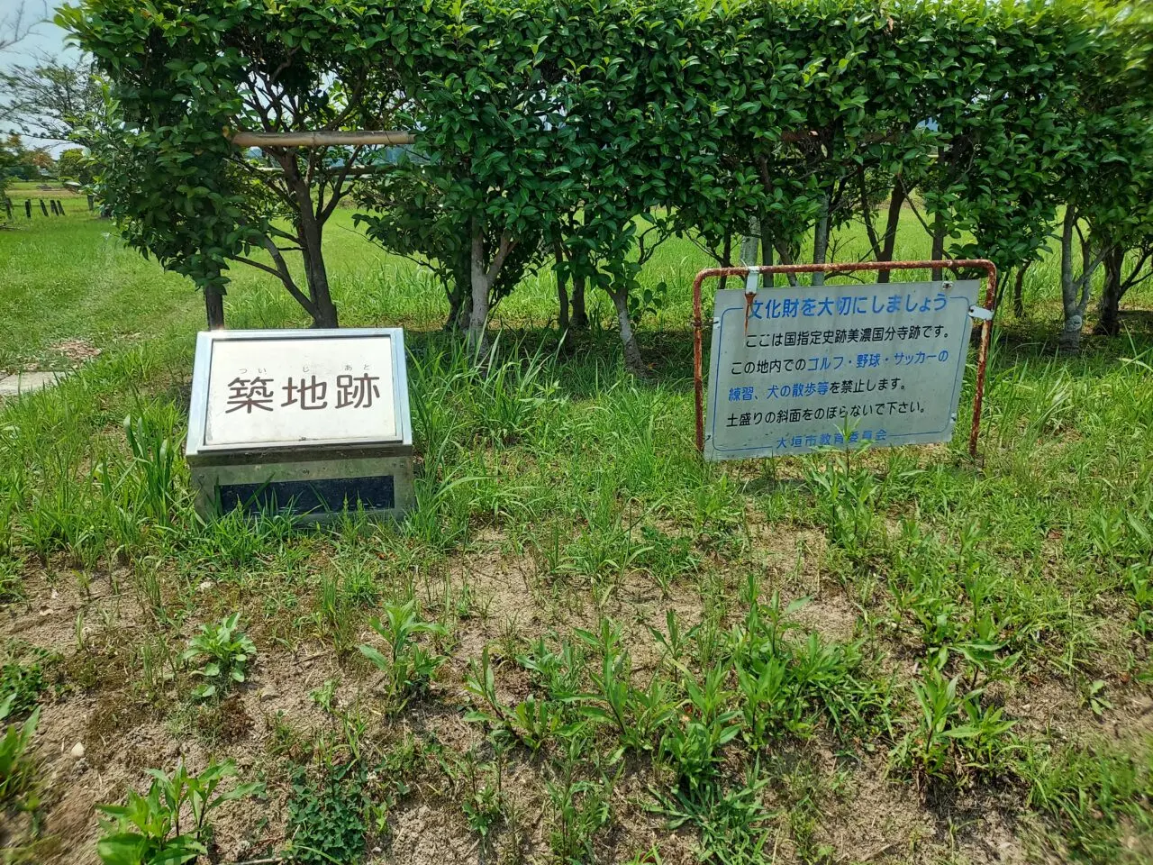 美濃国分寺跡歴史公園ハス