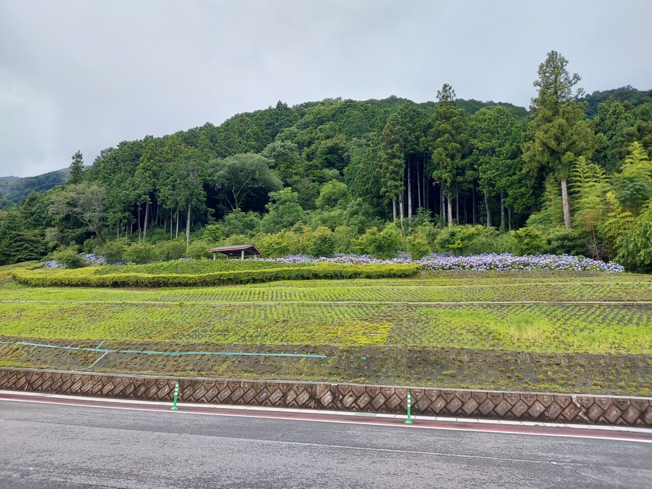 霞間ヶ渓アジサイ