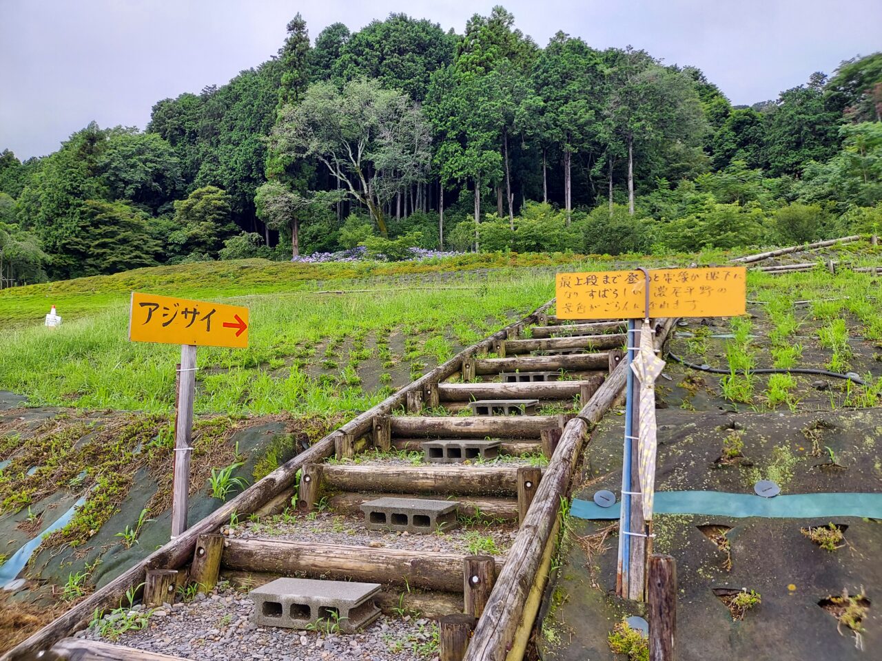 霞間ヶ渓アジサイ