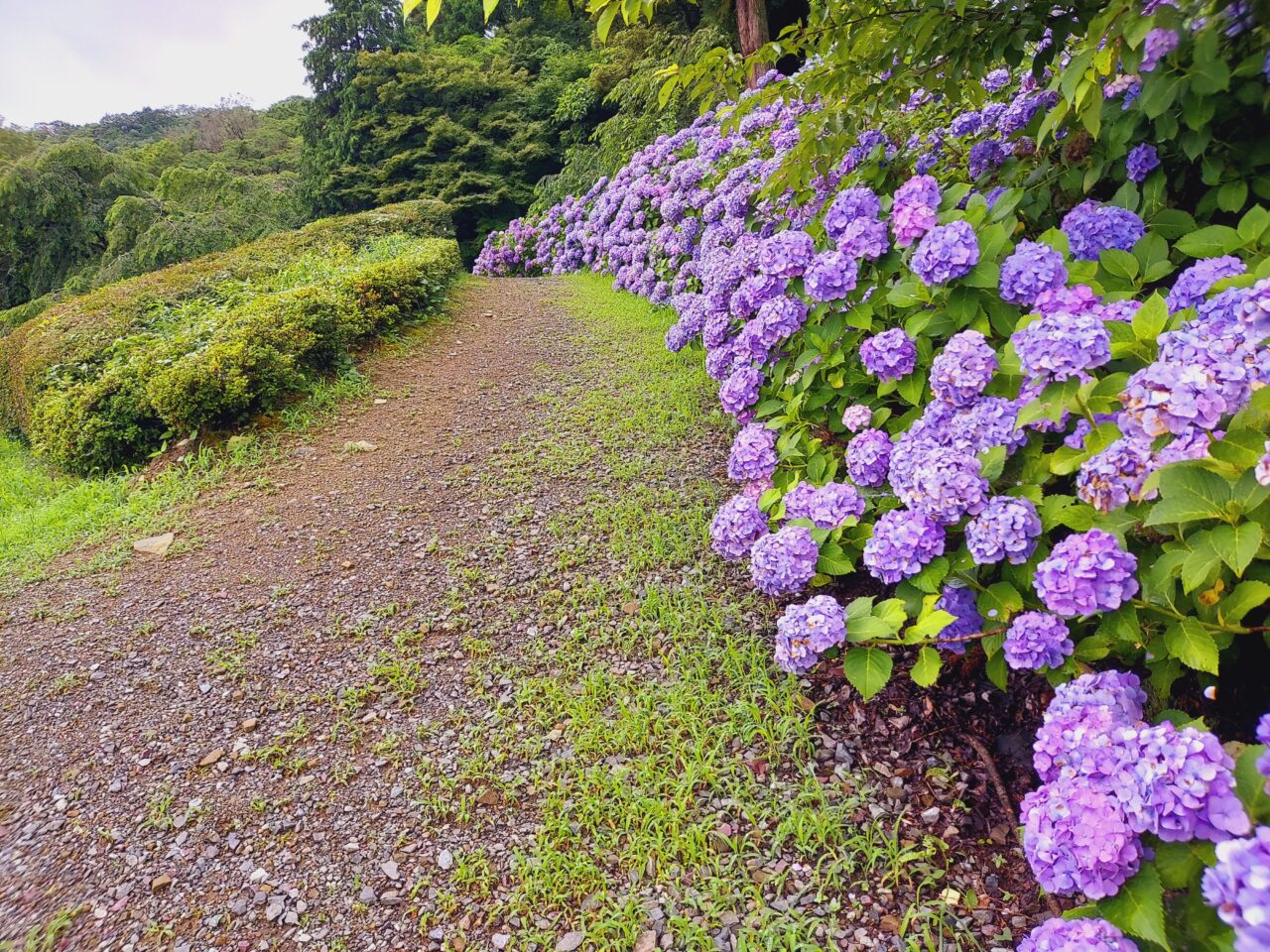 霞間ヶ渓アジサイ
