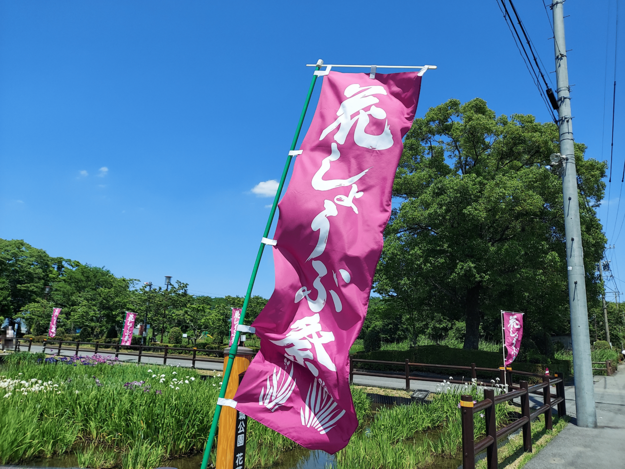 曽根城公園花しょうぶ