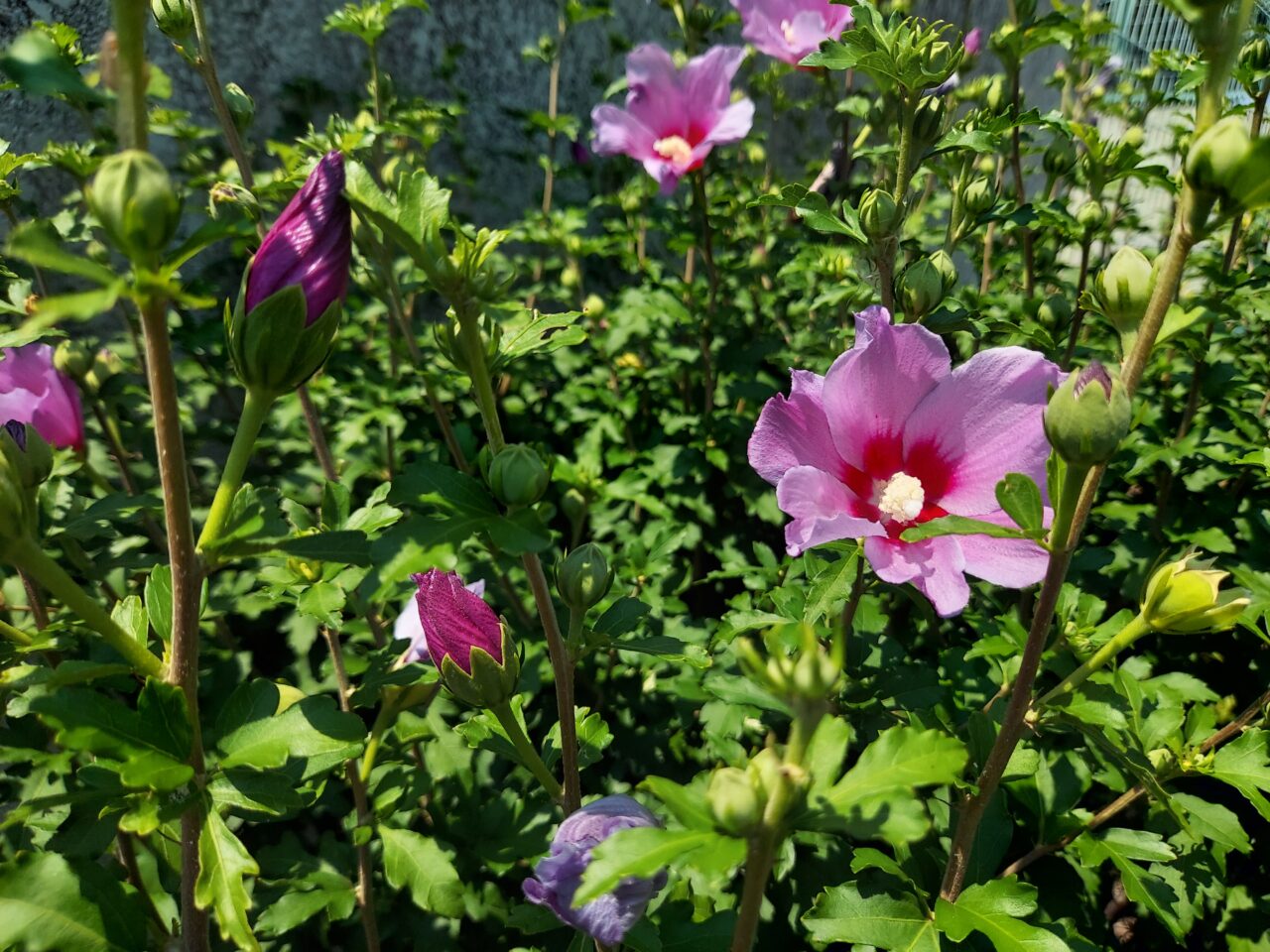 北公園ムクゲ