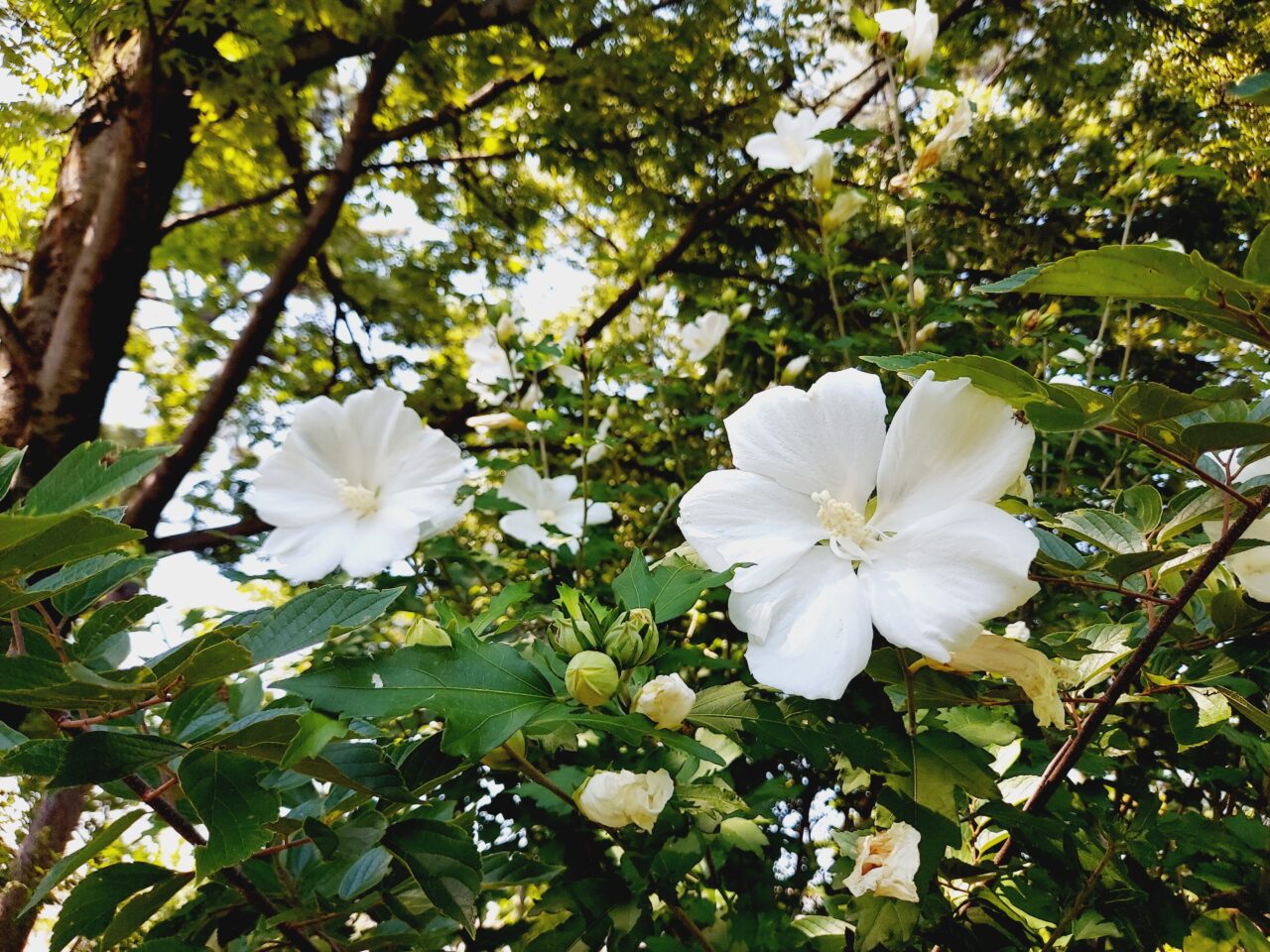 北公園ムクゲ
