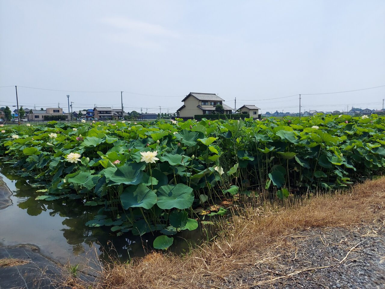 ハナハス