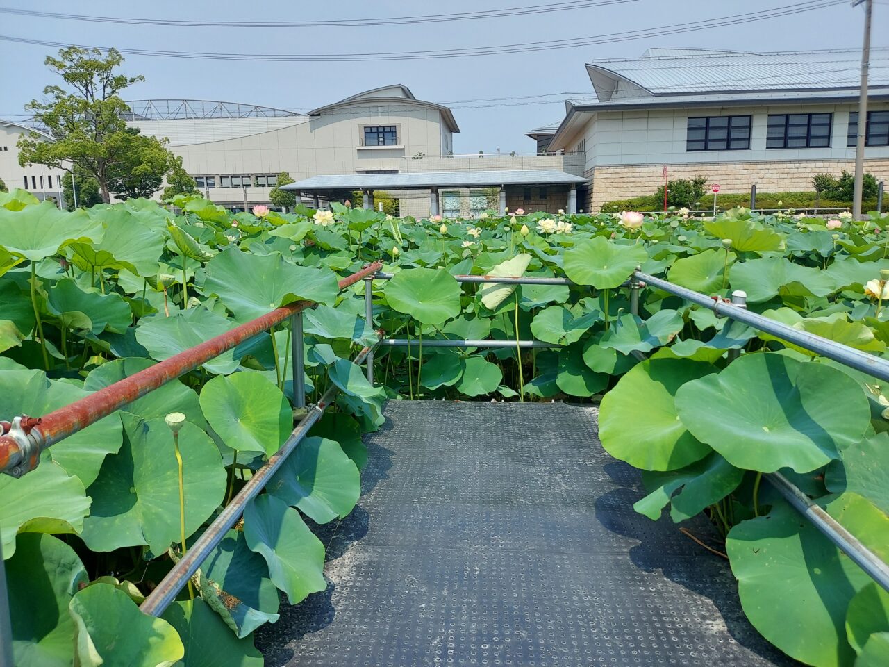 ハナハス