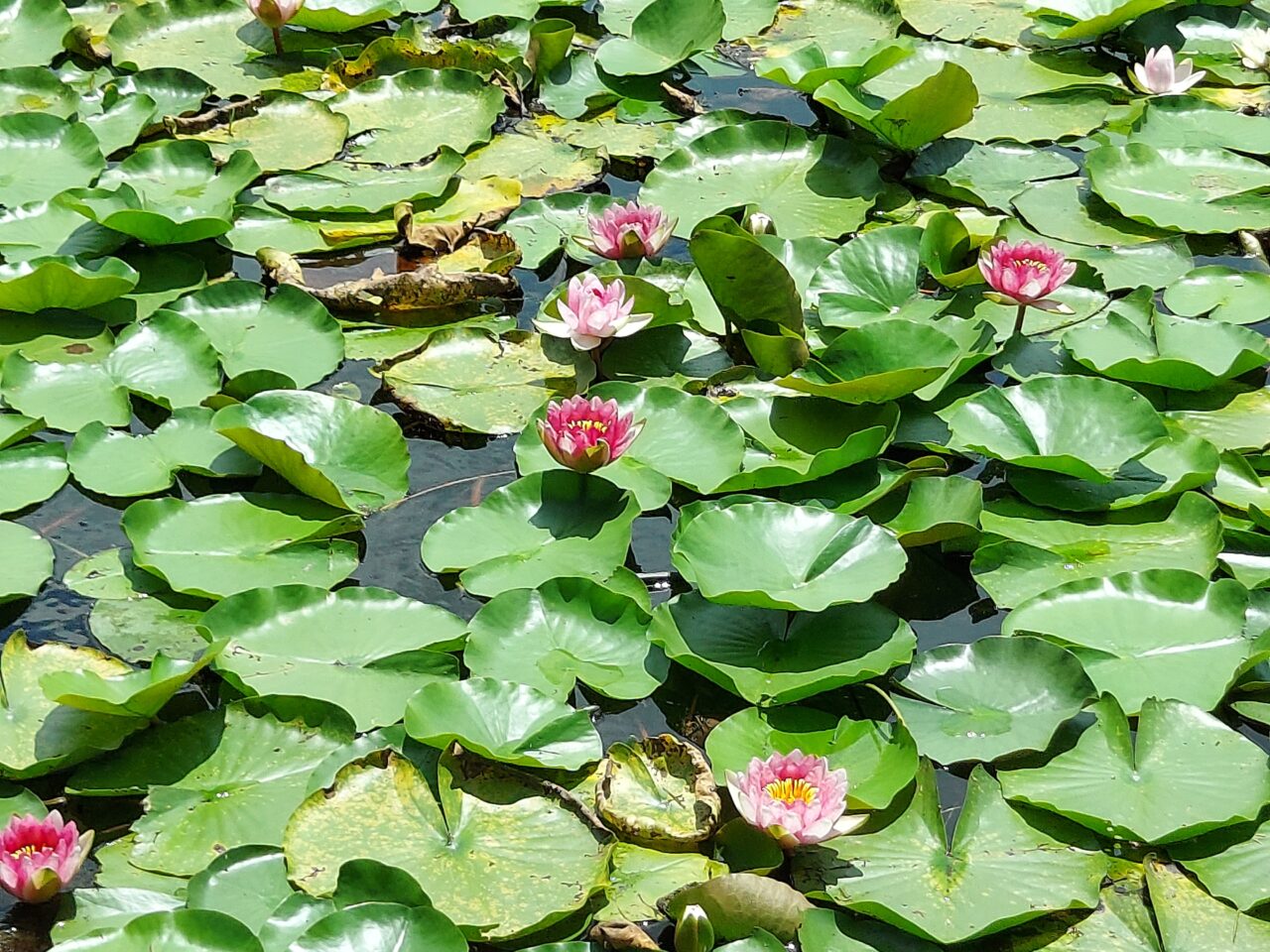 十九女池（つづらいけ）公園スイレン