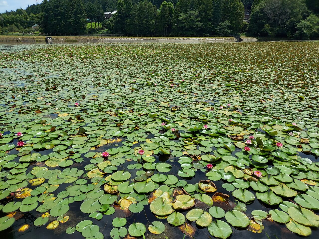 十九女池（つづらいけ）公園スイレン