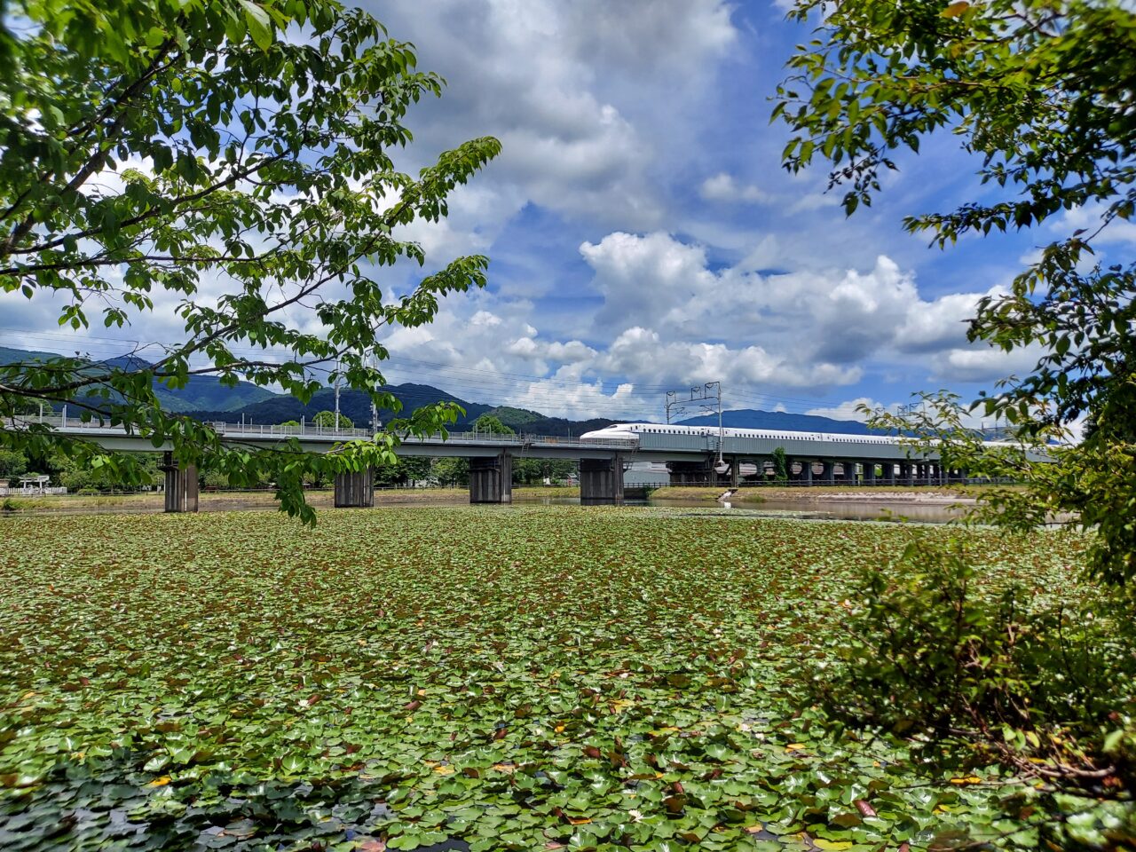 十九女池（つづらいけ）公園スイレン