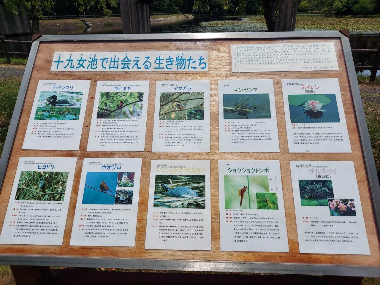 十九女池（つづらいけ）公園スイレン