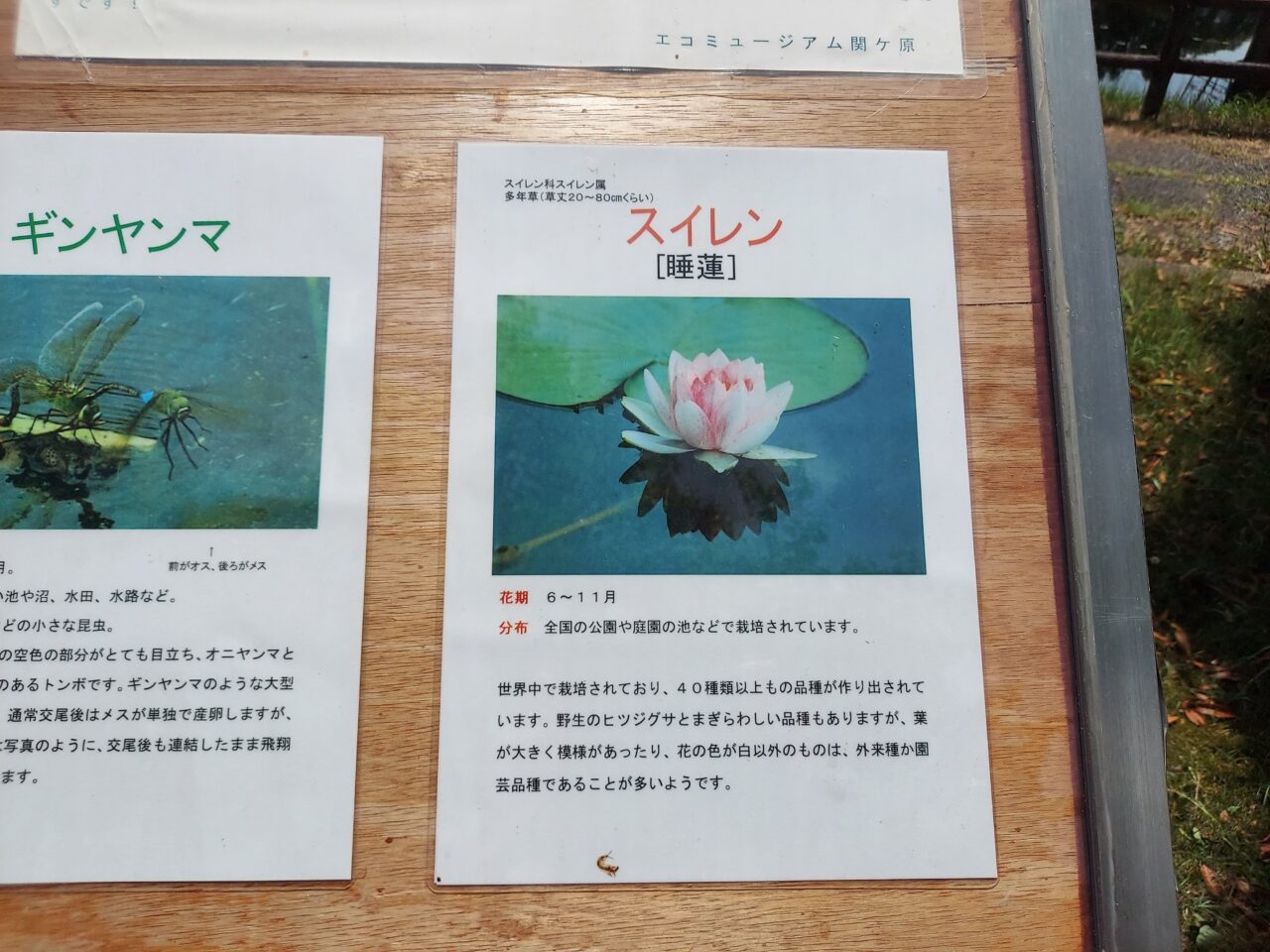 十九女池（つづらいけ）公園スイレン