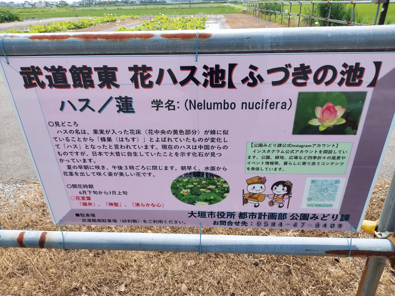 ハナハス