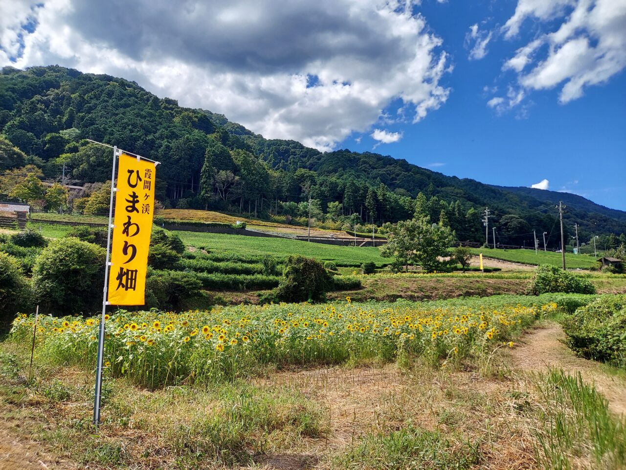 霞間ケ渓ひまわり