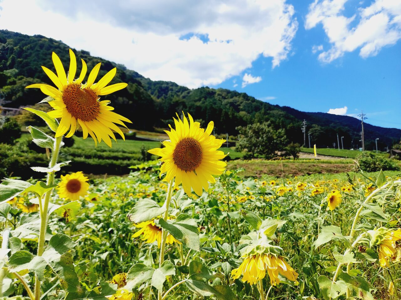 霞間ケ渓ひまわり