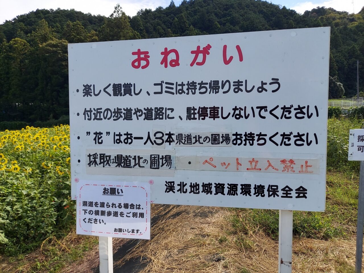 池田町片山北区ひまわり畑