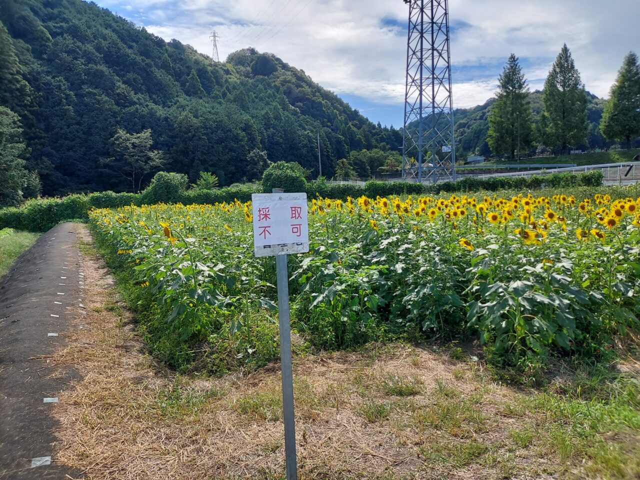 池田町片山北区ひまわり畑