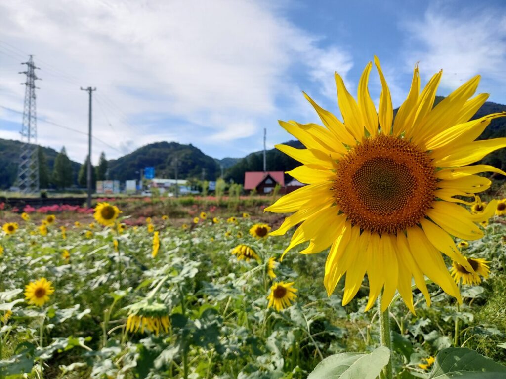池田町片山北区ひまわり畑