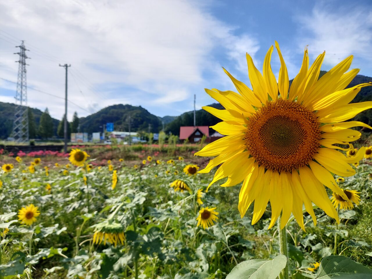 池田町片山北区ひまわり畑