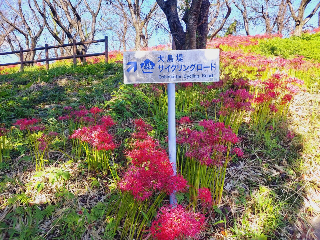 大島堤サイクリングロード