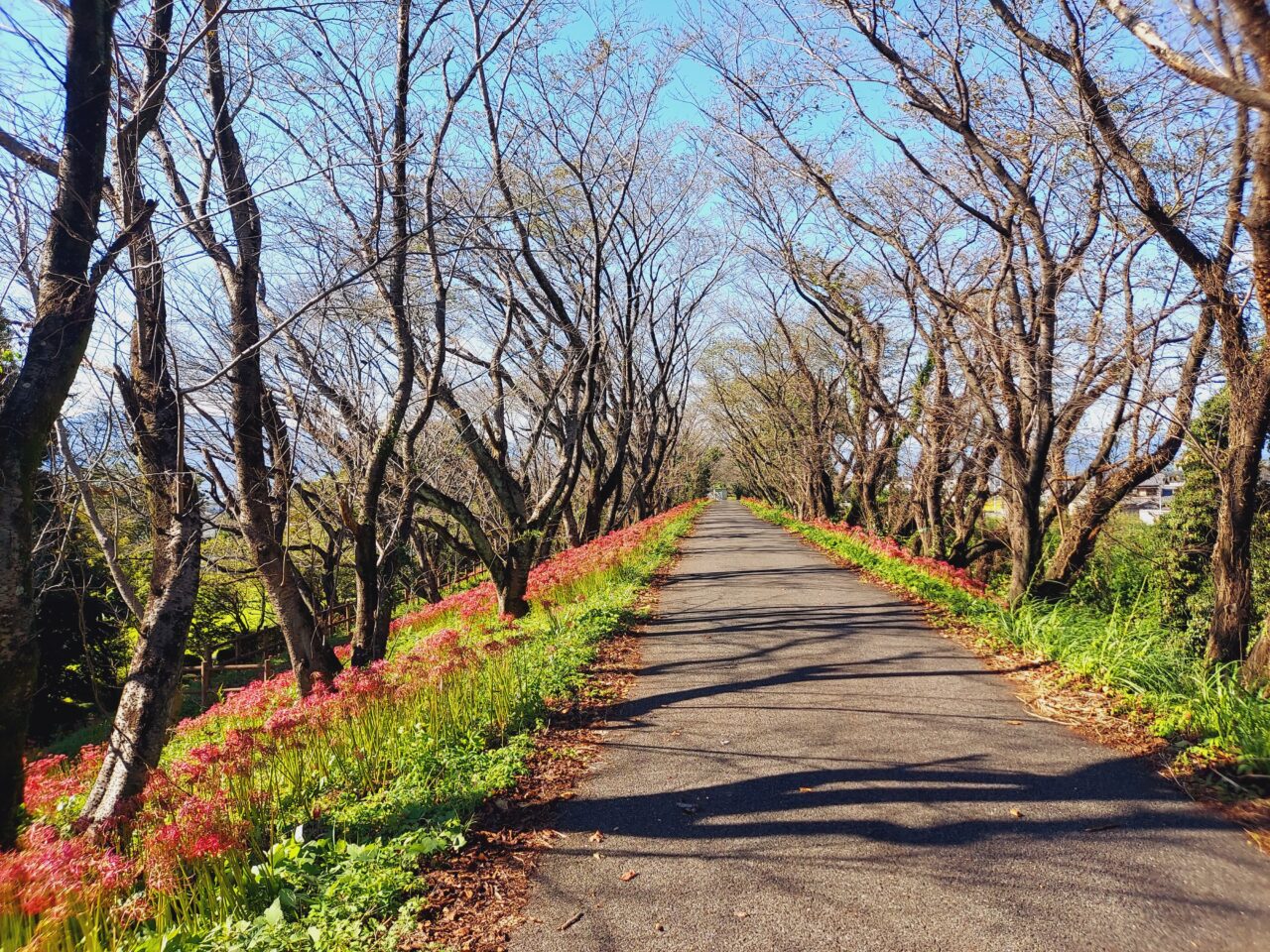 大島堤サイクリングロード