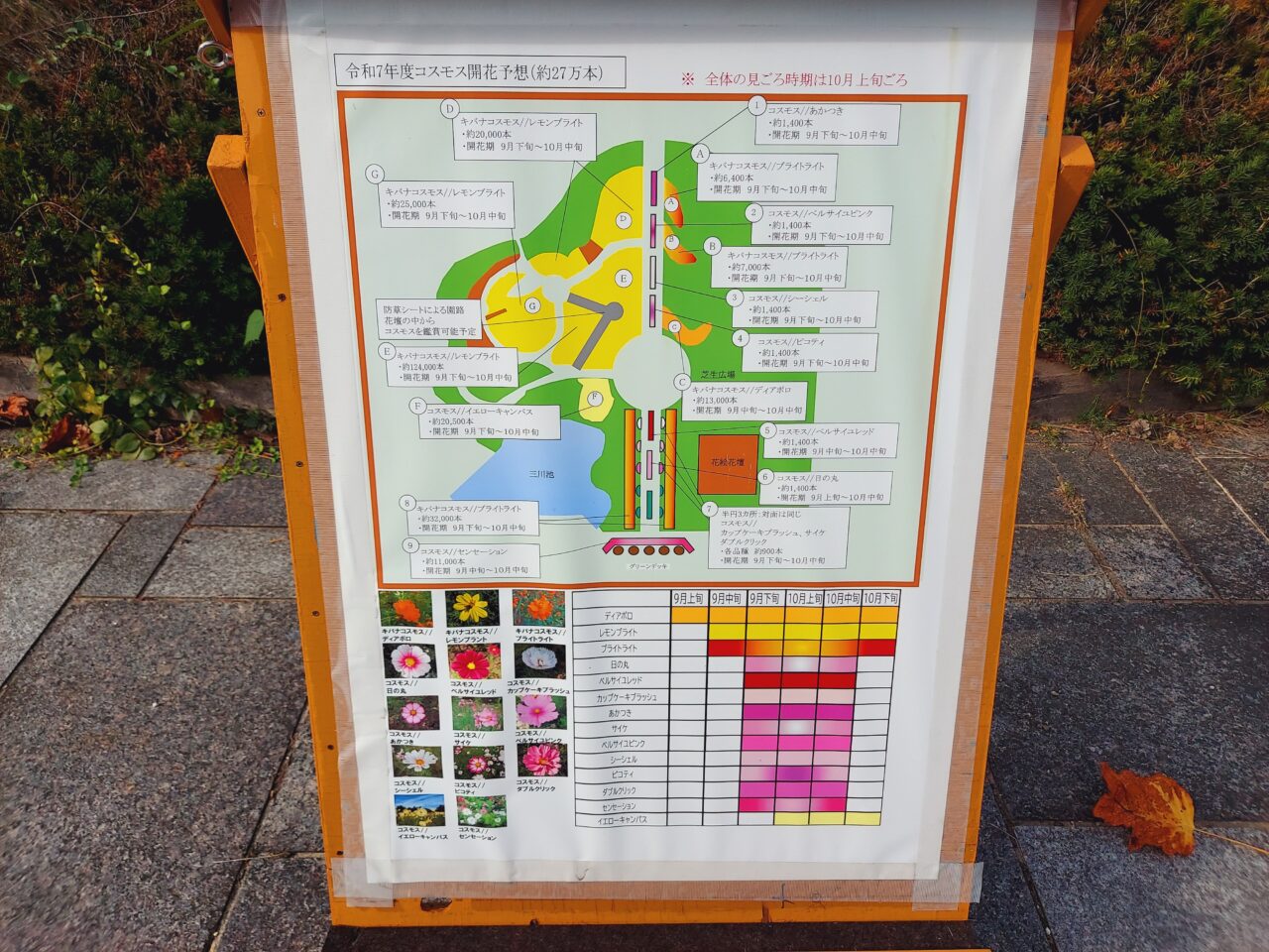 木曽三川公園センターコスモス