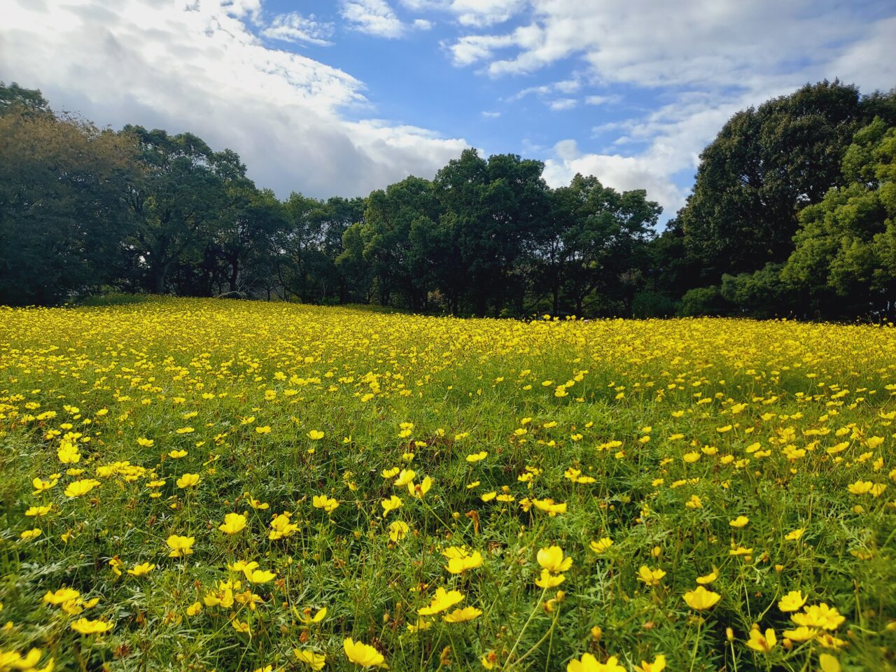 木曽三川公園センターコスモス