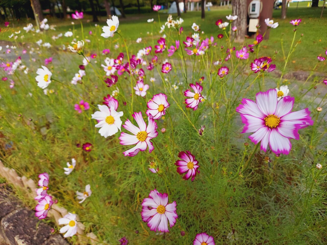 木曽三川公園センターコスモス
