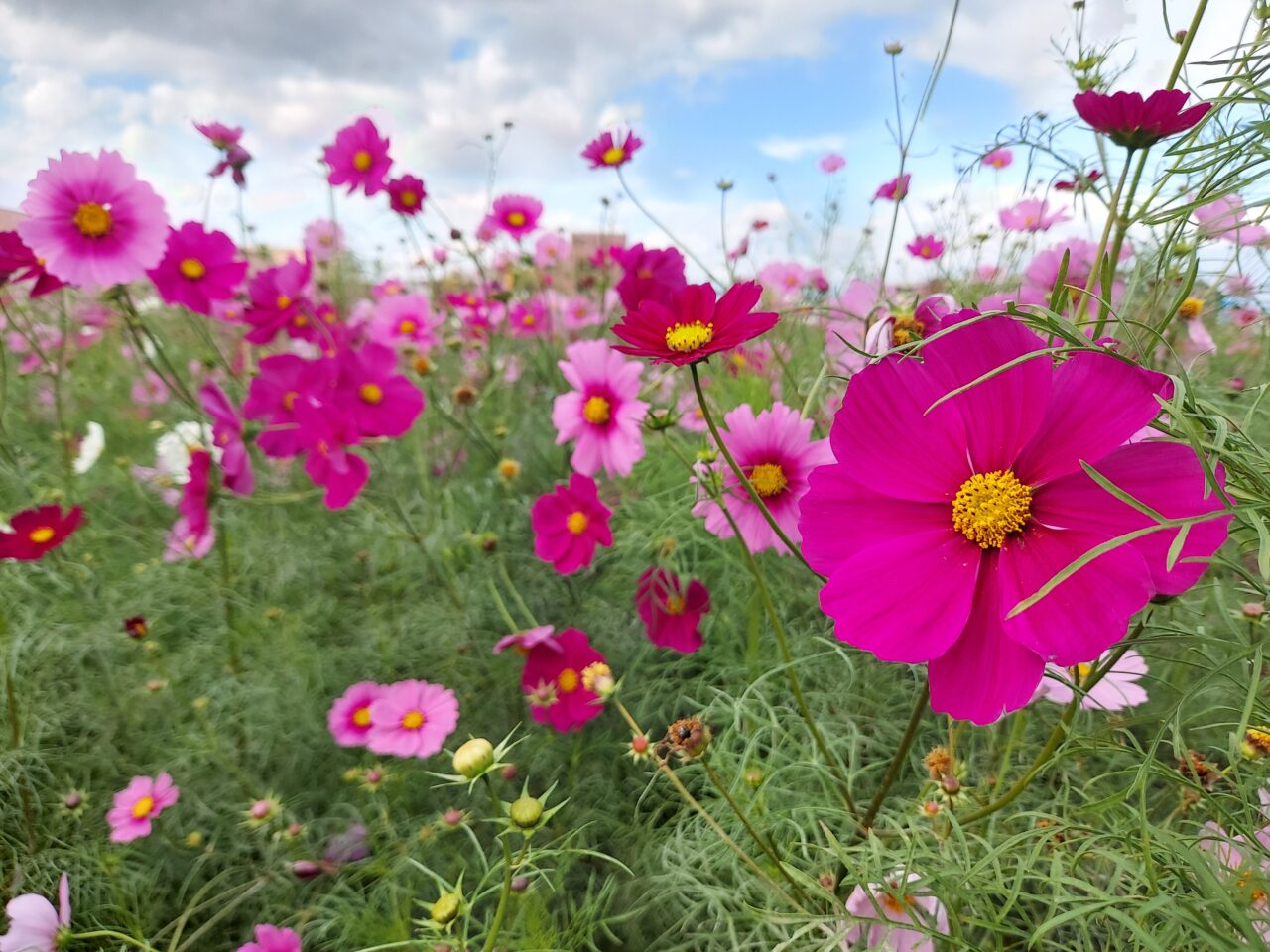 コスモス畑墨俣