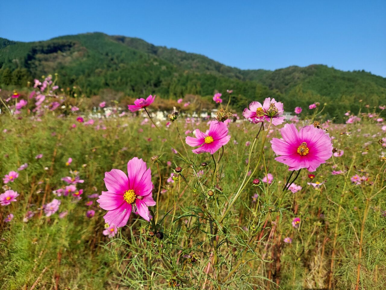 関ケ原コスモス畑