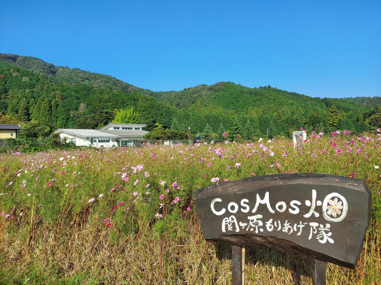 関ケ原コスモス畑