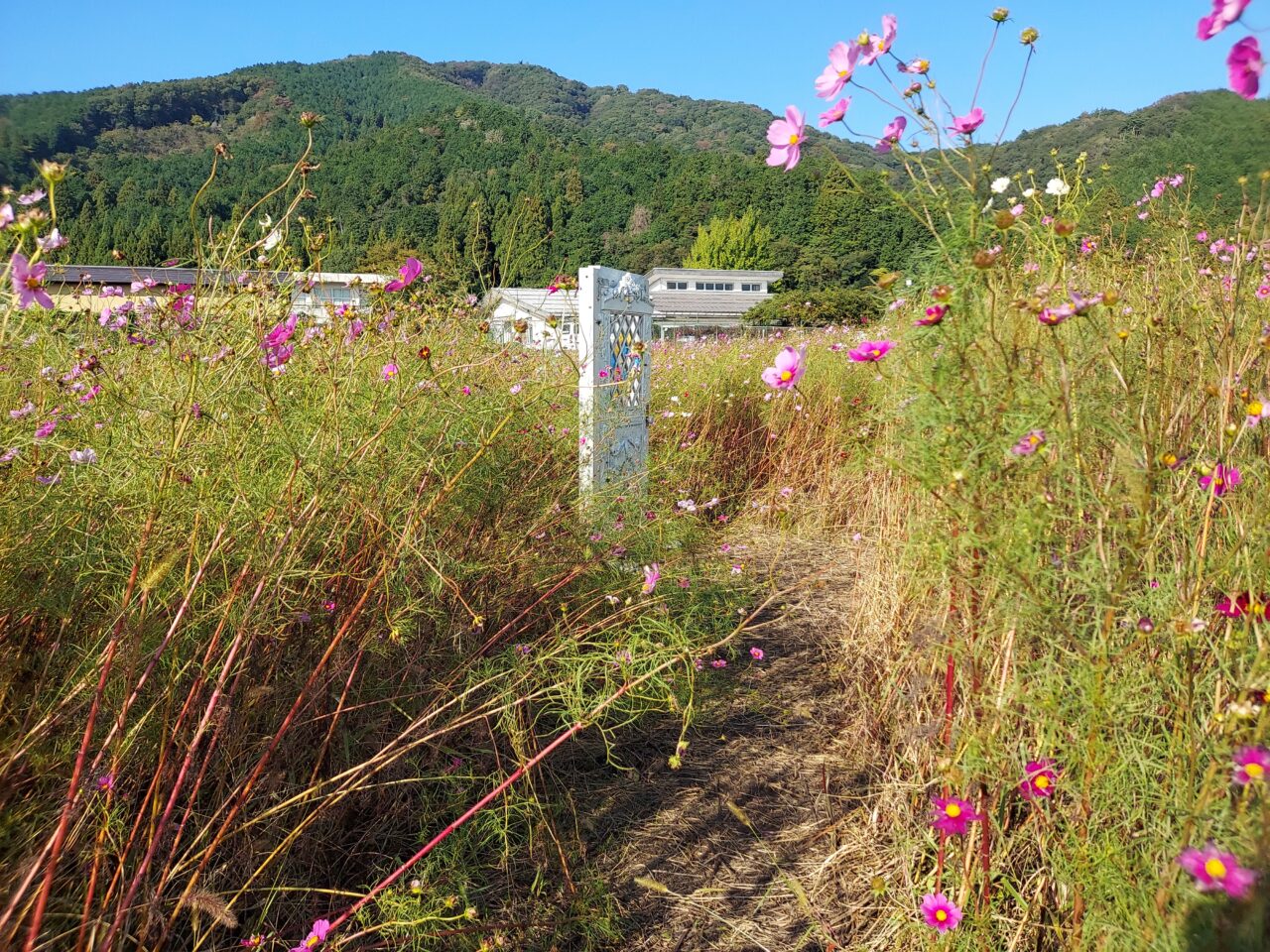 関ケ原コスモス畑