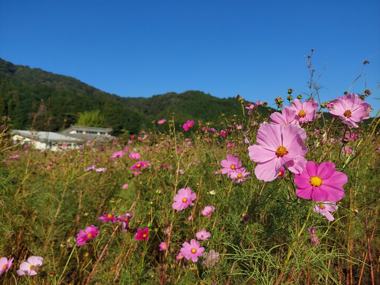 関ケ原コスモス畑